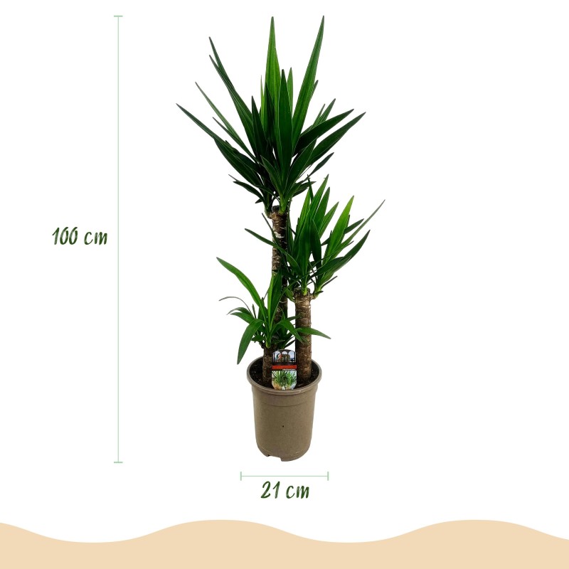 Yucca elephantipes - Faible entretien - Pot 21Cm - Hauteur 100Cm