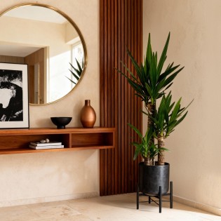 Yucca elephantipes - Faible entretien - Pot 21Cm - Hauteur 100Cm