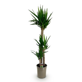 Yucca elephantipes- Faible entretien - Pot 24Cm - Hauteur 140Cm