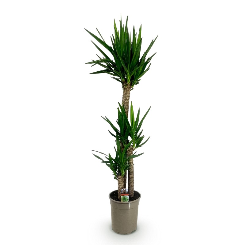 Yucca elephantipes- Faible entretien - Pot 24Cm - Hauteur 140Cm