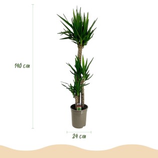 Yucca elephantipes- Faible entretien - Pot 24Cm - Hauteur 140Cm