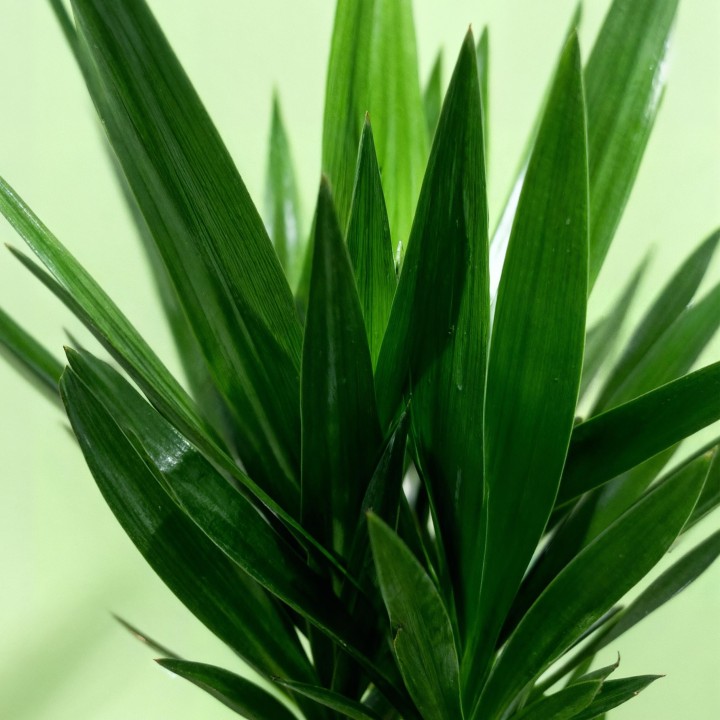 Yucca elephantipes- Faible entretien - Pot 24Cm - Hauteur 140Cm