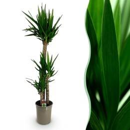 Yucca elephantipes - Faible entretien - Pot 27Cm - Hauteur 170Cm