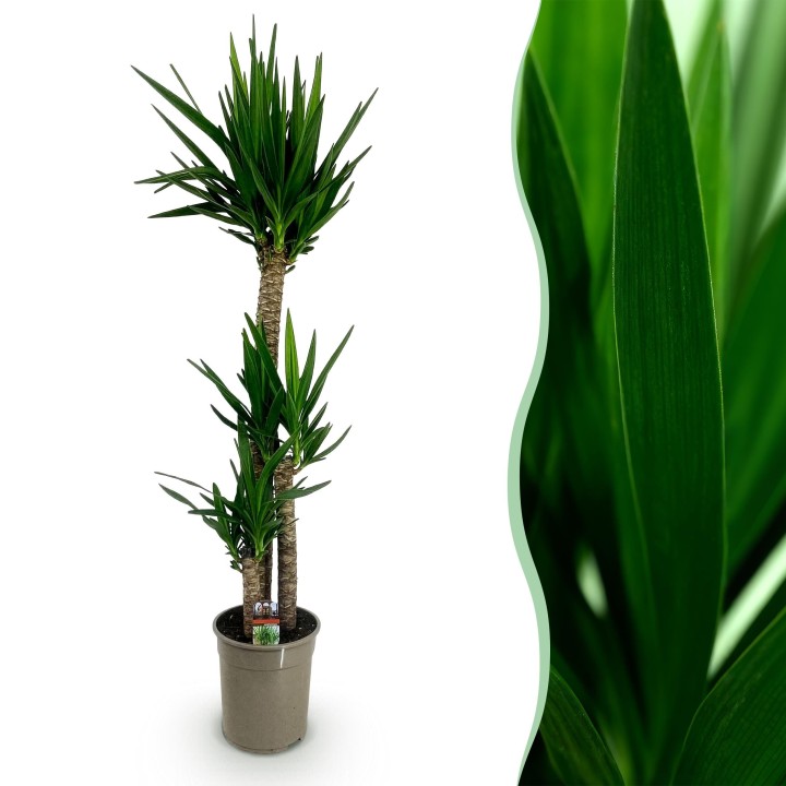 Yucca elephantipes - Faible entretien - Pot 27Cm - Hauteur 170Cm