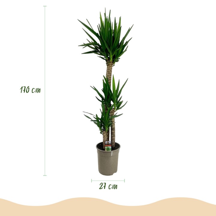 Yucca elephantipes - Faible entretien - Pot 27Cm - Hauteur 170Cm