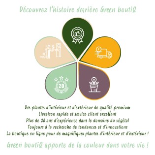 Yucca elephantipes - Faible entretien - Pot 27Cm - Hauteur 170Cm