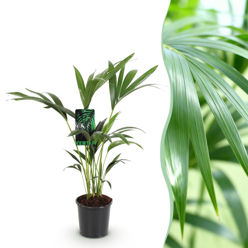 Howea Forsteriana - Kentia Palm -1 Plant - Pot 17Cm - Hauteur 70-75Cm