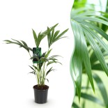Howea Forsteriana - Kentia Palm -1 Plant - Pot 17Cm - Hauteur 70-75Cm