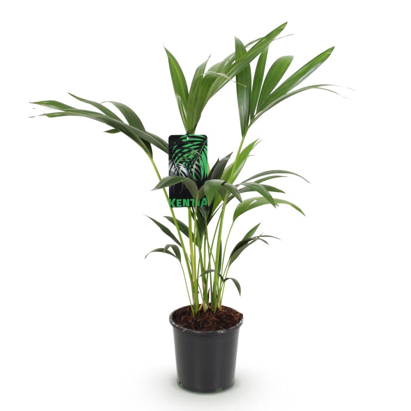 Howea Forsteriana - Kentia Palm -1 Plant - Pot 17Cm - Hauteur 70-75Cm