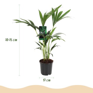 Howea Forsteriana - Kentia Palm -1 Plant - Pot 17Cm - Hauteur 70-75Cm