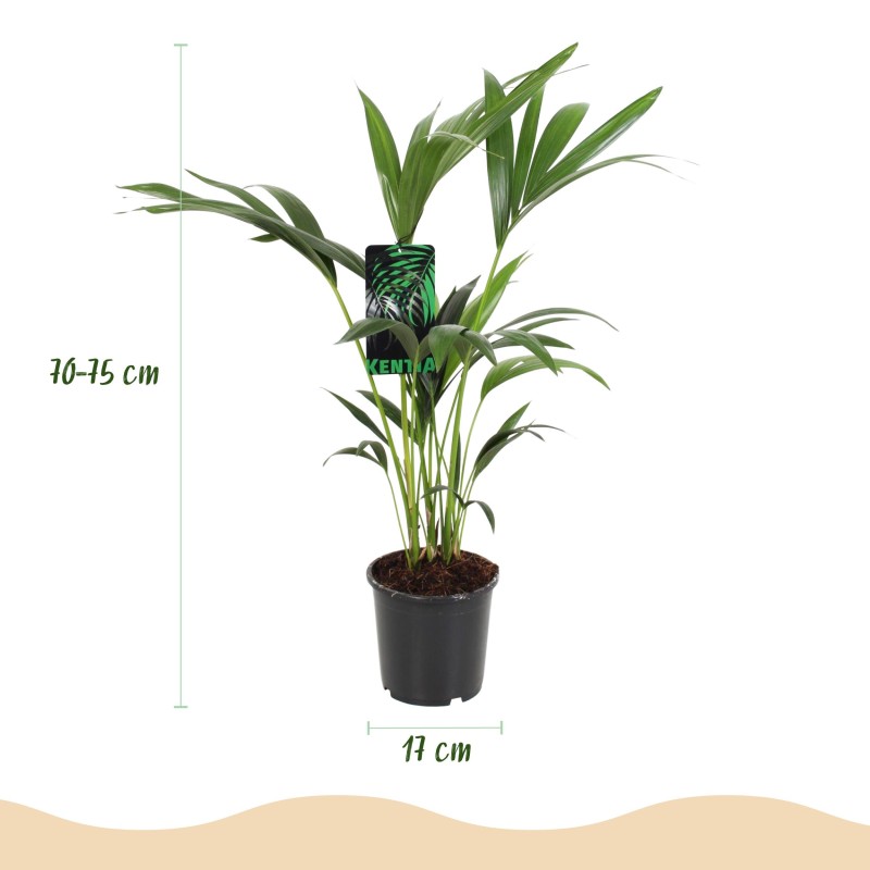 Howea Forsteriana - Kentia Palm -1 Plant - Pot 17Cm - Hauteur 70-75Cm