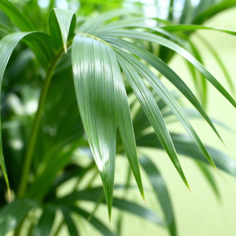 Howea Forsteriana - Kentia Palm -1 Plant - Pot 17Cm - Hauteur 70-75Cm