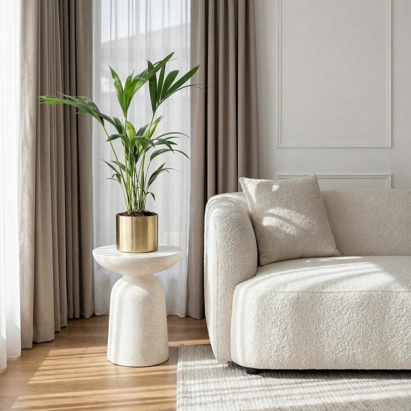 Howea Forsteriana - Kentia Palm -1 Plant - Pot 17Cm - Hauteur 70-75Cm