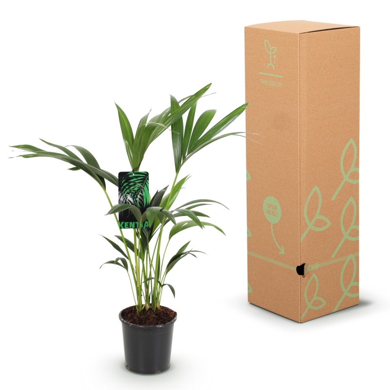 Howea Forsteriana - Kentia Palm -1 Plant - Pot 17Cm - Hauteur 70-75Cm