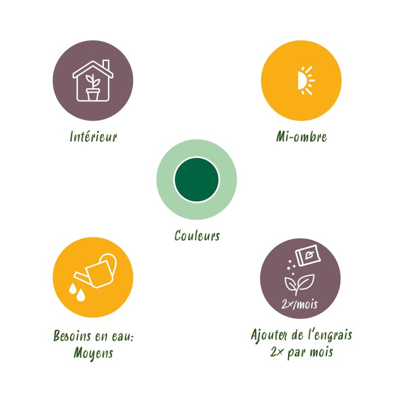 Howea Forsteriana - Kentia Palm -1 Plant - Pot 17Cm - Hauteur 70-75Cm