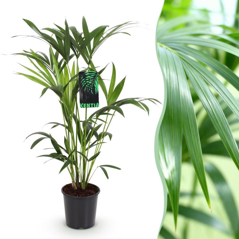 Howea Forsteriana - Kentia Palm - Pot 19Cm - Hauteur 80-85Cm