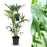 Howea Forsteriana - Kentia Palm - Pot 19Cm - Hauteur 80-85Cm