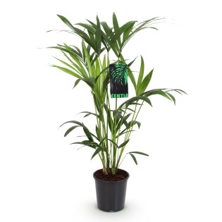 Howea Forsteriana - Kentia Palm - Pot 19Cm - Hauteur 80-85Cm