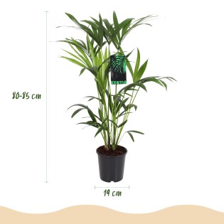 Howea Forsteriana - Kentia Palm - Pot 19Cm - Hauteur 80-85Cm