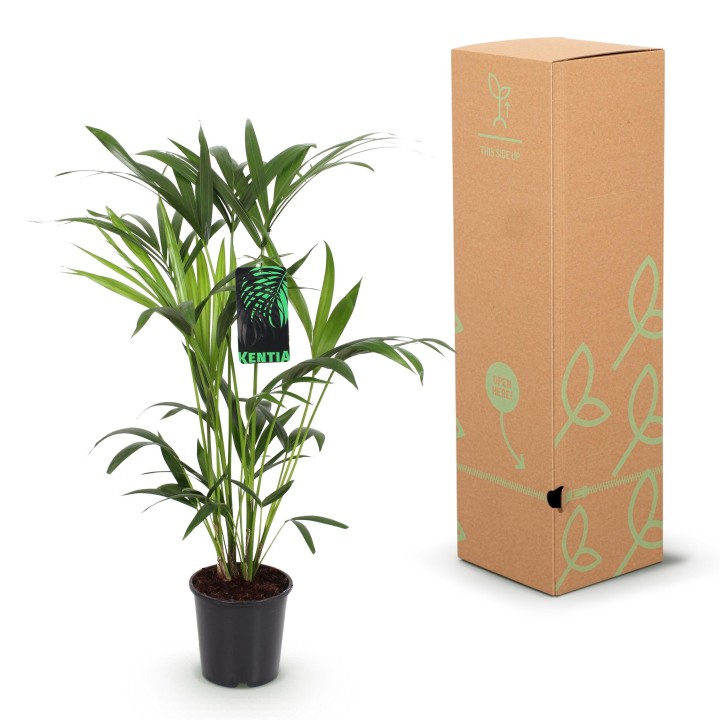 Howea Forsteriana - Kentia Palm - Pot 19Cm - Hauteur 80-85Cm