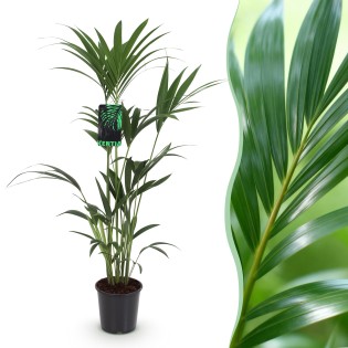 Howea Forsteriana - Kentia Palm  Pot 21Cm - Hauteur 120-130Cm