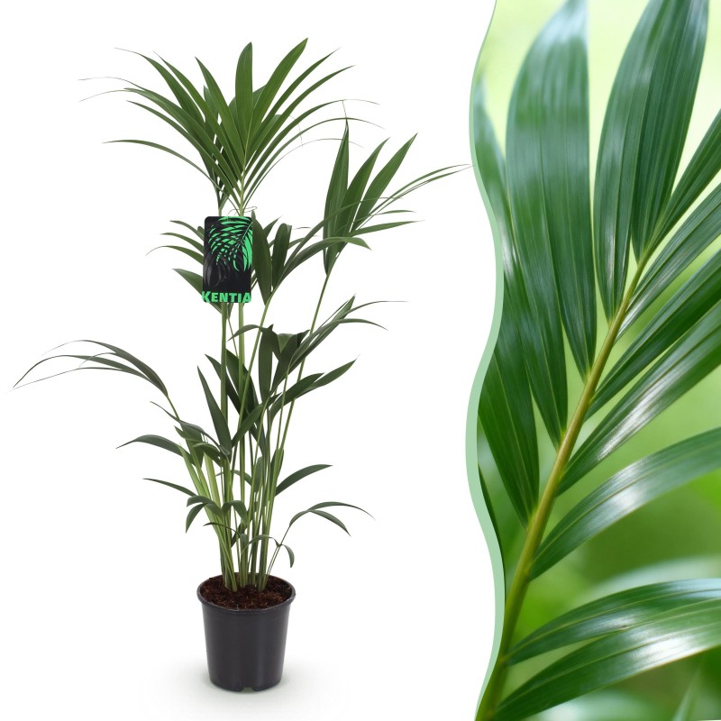 Howea Forsteriana - Kentia Palm  Pot 21Cm - Hauteur 120-130Cm