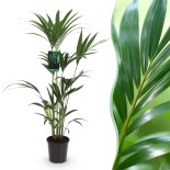 Howea Forsteriana - Kentia Palm  Pot 21Cm - Hauteur 120-130Cm