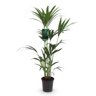 Howea Forsteriana - Kentia Palm  Pot 21Cm - Hauteur 120-130Cm