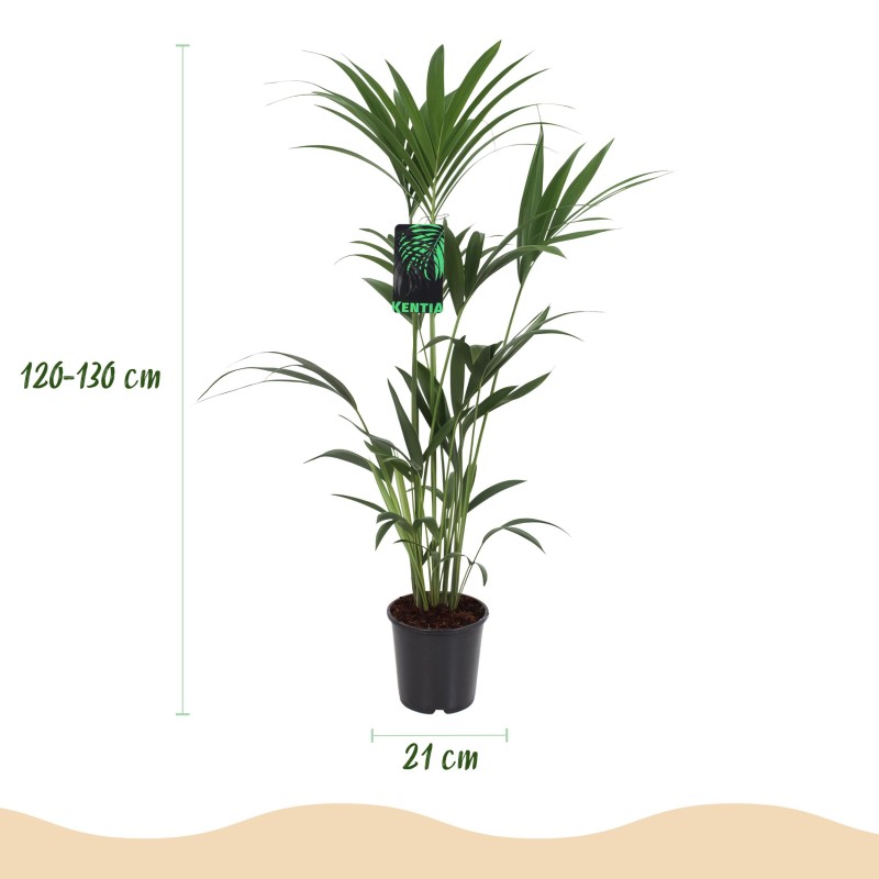 Howea Forsteriana - Kentia Palm  Pot 21Cm - Hauteur 120-130Cm