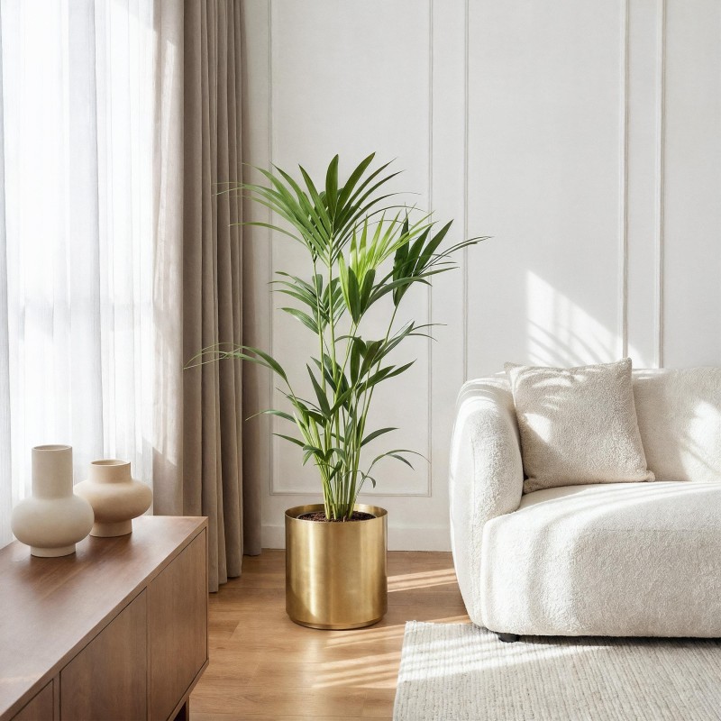 Howea Forsteriana - Kentia Palm  Pot 21Cm - Hauteur 120-130Cm