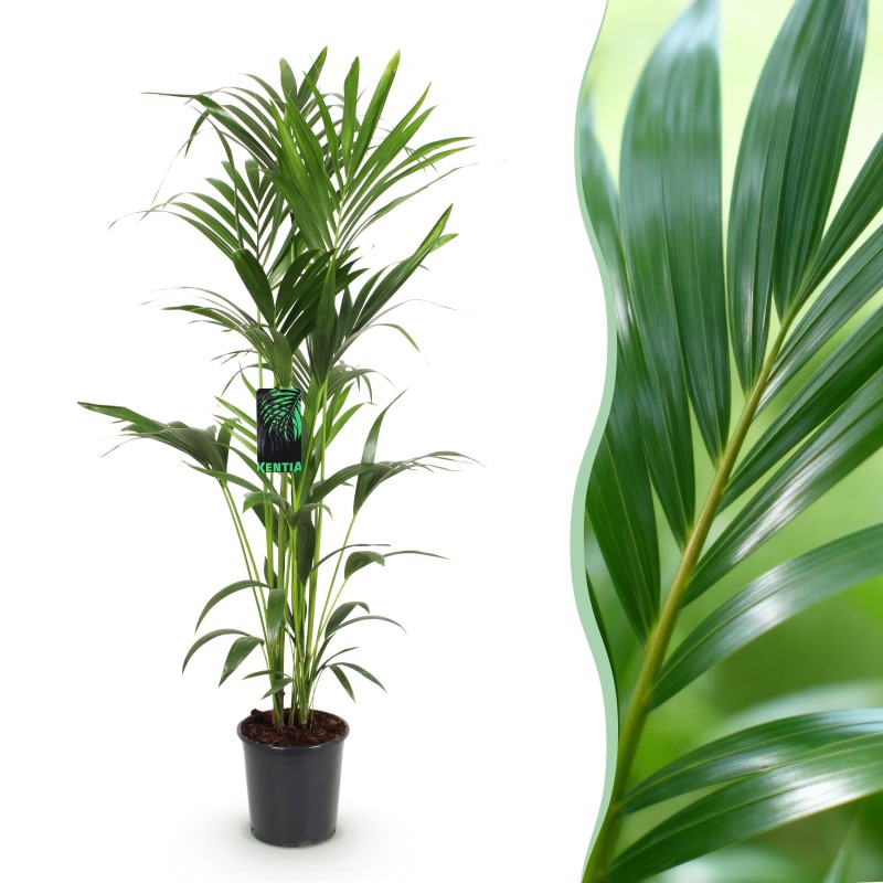 Howea Forsteriana - Kentia Palm - Pot 24Cm - Hauteur 140-150Cm