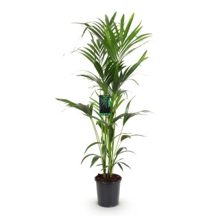 Howea Forsteriana - Kentia Palm - Pot 24Cm - Hauteur 140-150Cm