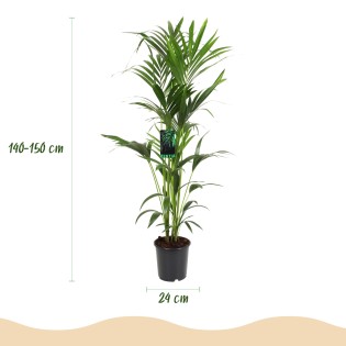 Howea Forsteriana - Kentia Palm - Pot 24Cm - Hauteur 140-150Cm