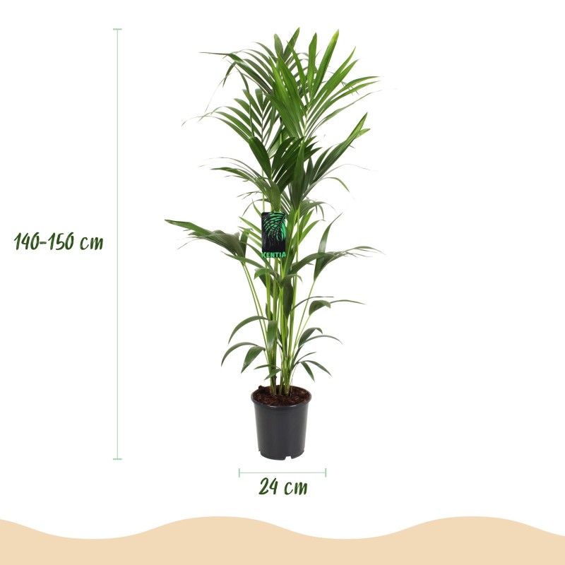 Howea Forsteriana - Kentia Palm - Pot 24Cm - Hauteur 140-150Cm