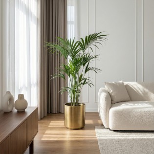 Howea Forsteriana - Kentia Palm - Pot 24Cm - Hauteur 140-150Cm