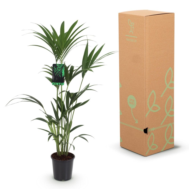 Howea Forsteriana - Kentia Palm - Pot 24Cm - Hauteur 140-150Cm
