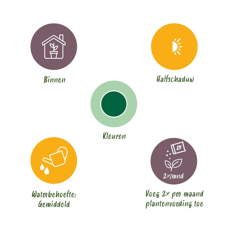 Howea Forsteriana - Kentia Palm - Pot 24Cm - Hauteur 140-150Cm