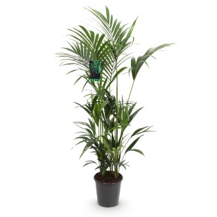 Green Boutiq - Houseplant - Howea Forsteriana - Kentia Palm - Low Maintenance - Green - 1 Plant - Pot 27Cm - Height 160-170Cm