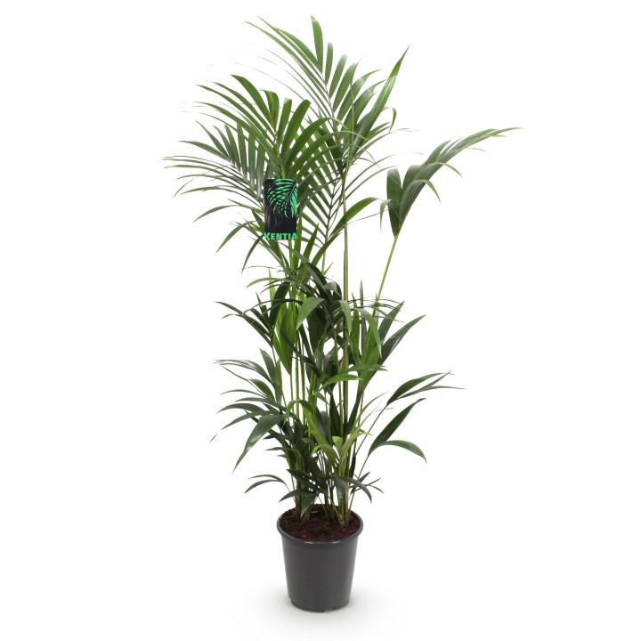 Green Boutiq - Houseplant - Howea Forsteriana - Kentia Palm - Low Maintenance - Green - 1 Plant - Pot 27Cm - Height 160-170Cm