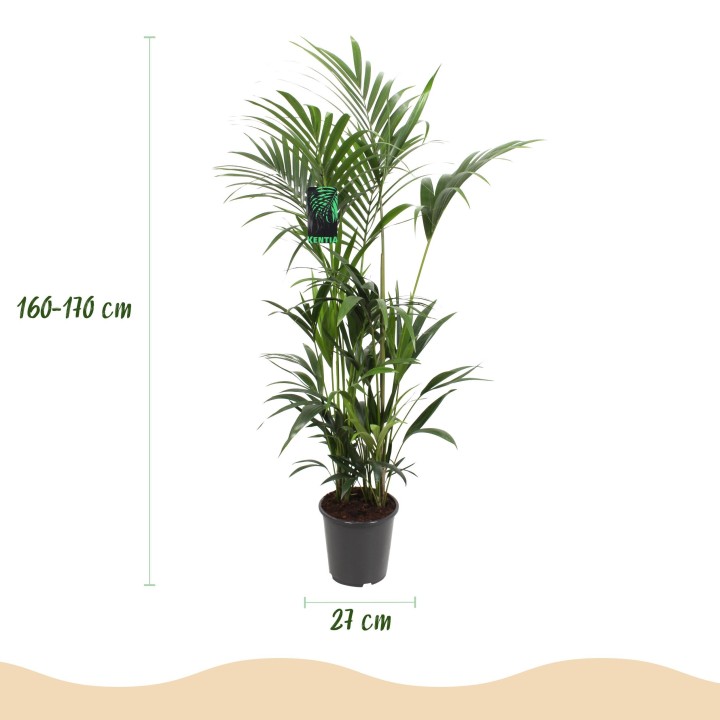 Green Boutiq - Houseplant - Howea Forsteriana - Kentia Palm - Low Maintenance - Green - 1 Plant - Pot 27Cm - Height 160-170Cm
