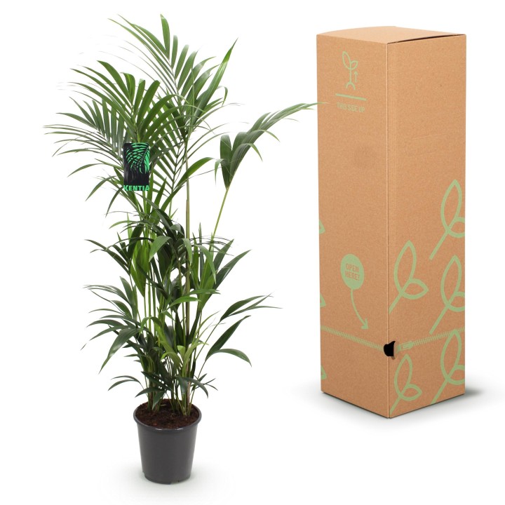 Green Boutiq - Houseplant - Howea Forsteriana - Kentia Palm - Low Maintenance - Green - 1 Plant - Pot 27Cm - Height 160-170Cm