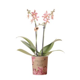 Phalaenopsis araignée orange  pot Ø9 Cm.