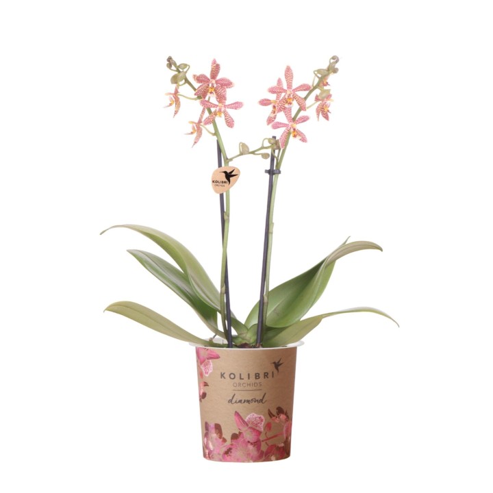 Phalaenopsis araignée orange  pot Ø9 Cm.