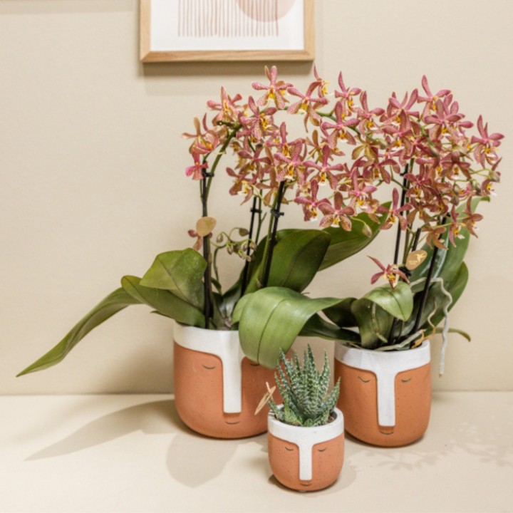 Phalaenopsis araignée orange  pot Ø9 Cm.