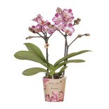 Bora Bora – Phalaenopsis rose pourpre (taille du pot Ø9 cm)