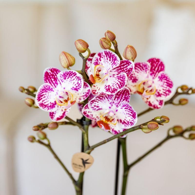 Bora Bora – Phalaenopsis rose pourpre (taille du pot Ø9 cm)