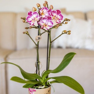 Bora Bora – Phalaenopsis rose pourpre (taille du pot Ø9 cm)