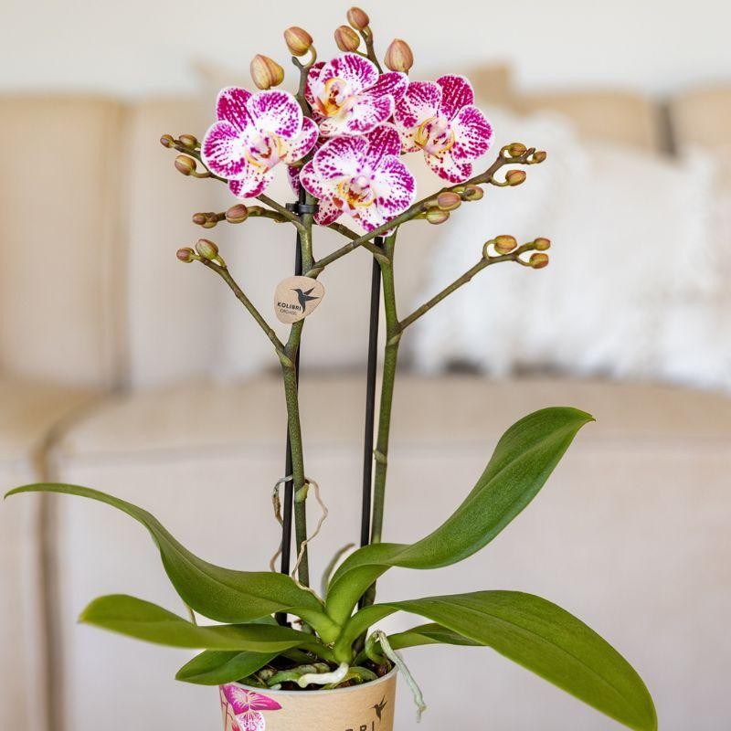 Bora Bora – Phalaenopsis rose pourpre (taille du pot Ø9 cm)