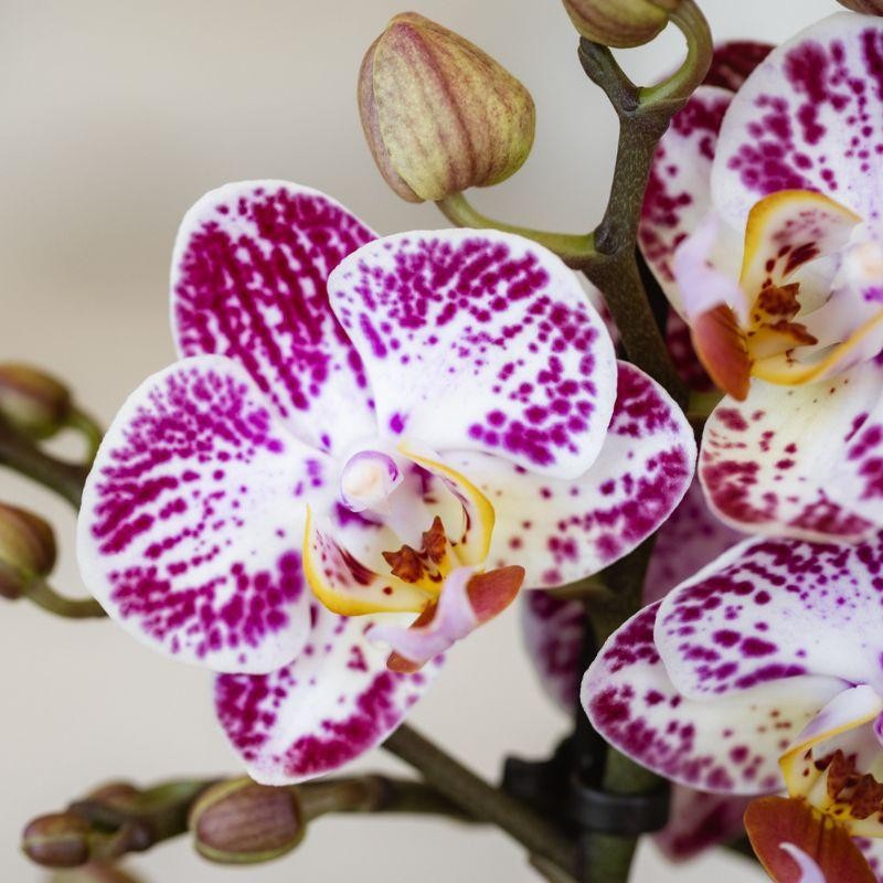 Bora Bora – Phalaenopsis rose pourpre (taille du pot Ø9 cm)