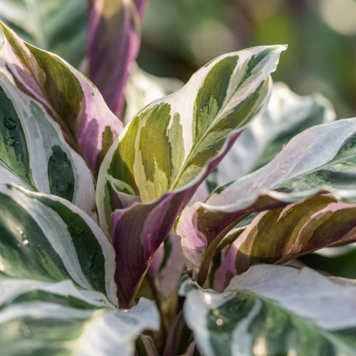 Calathea Fushion Blanc - Ø 14 Cm - Hauteur: 35 - 40 Cm